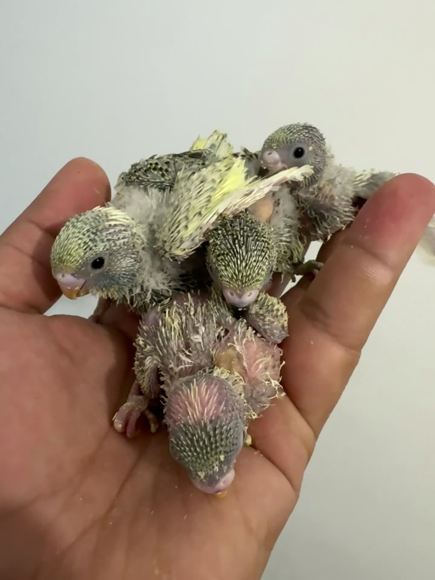 Budgerigars birds for sale: Baby budgies in Sheffield - Video 3