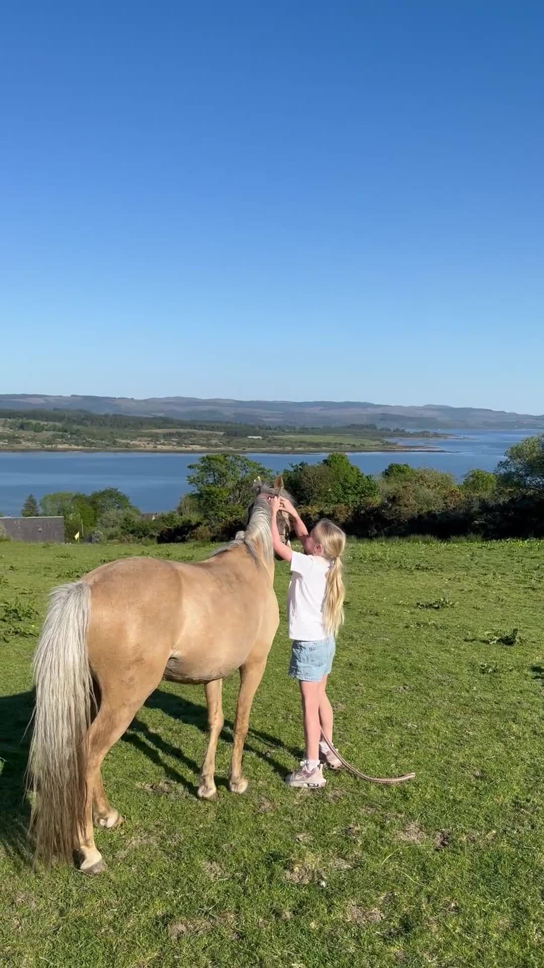 Welsh Section B horses for sale: Palomino Welsh B Non Ridden Companion/ InHand Pony - Video 1