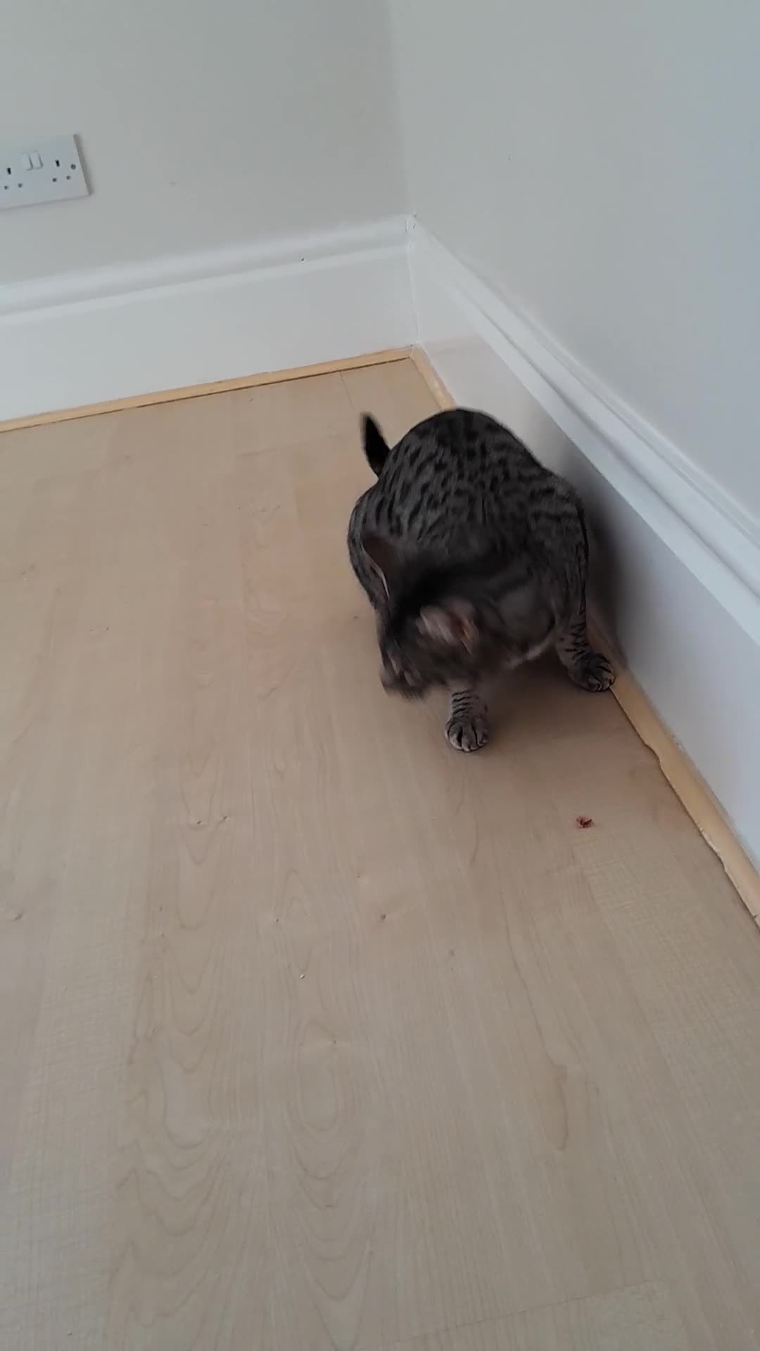 Savannah cats for sale: Pedigree F5 TICA Reg Savannah Girl Kitten - Video 1