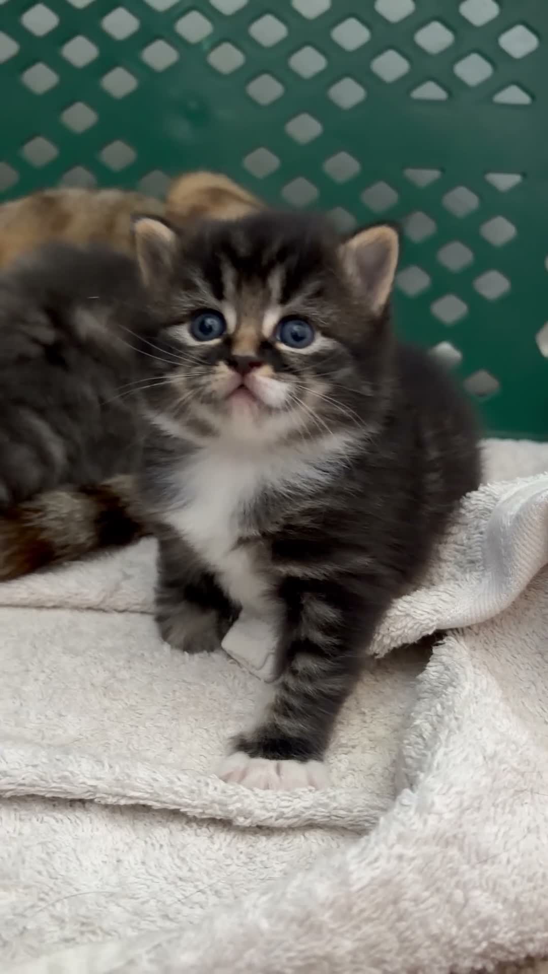 Mixed Breed cats for sale: Boy & girl  - Video 4