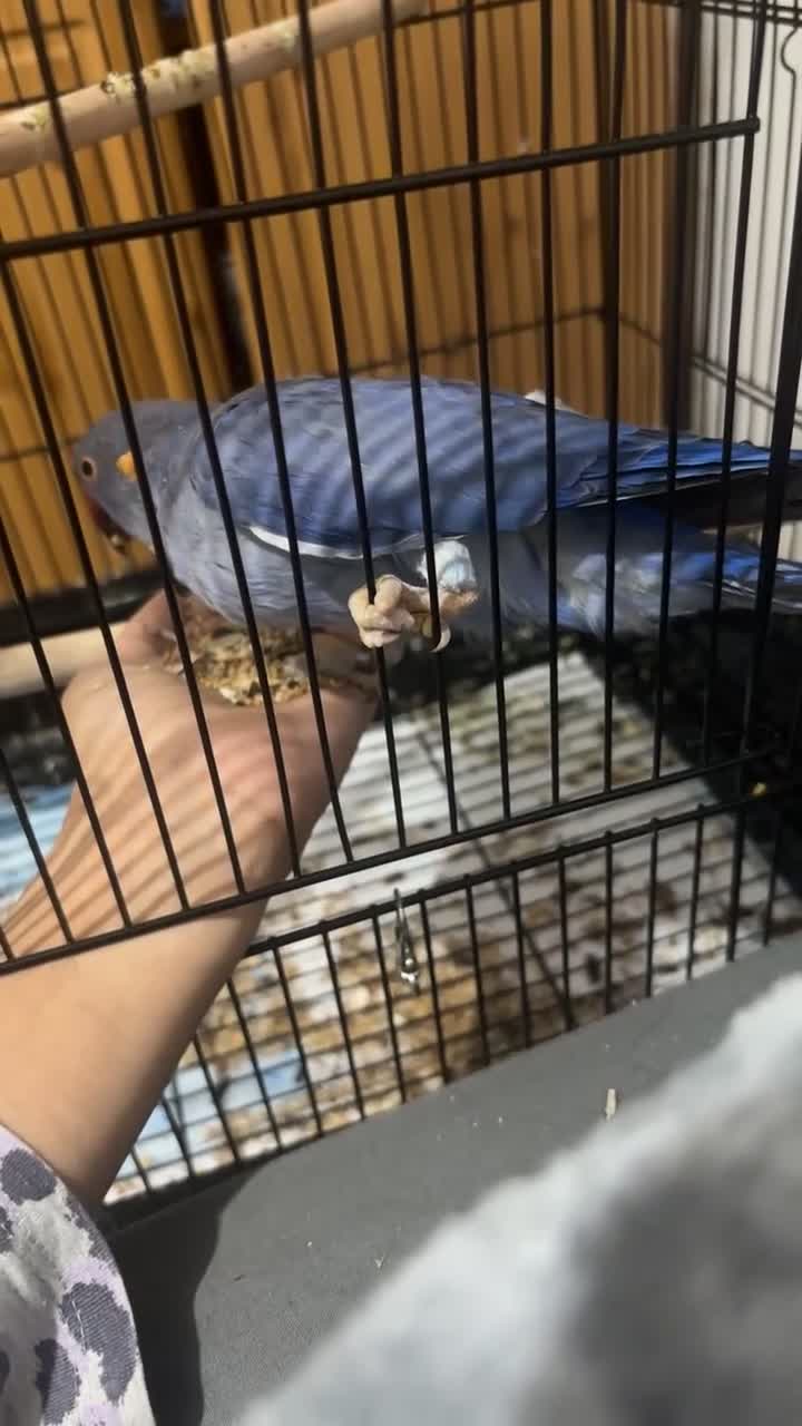 Ringnecks birds for sale: beautiful rare violet indian ringneck parrot in Batley - Video 2