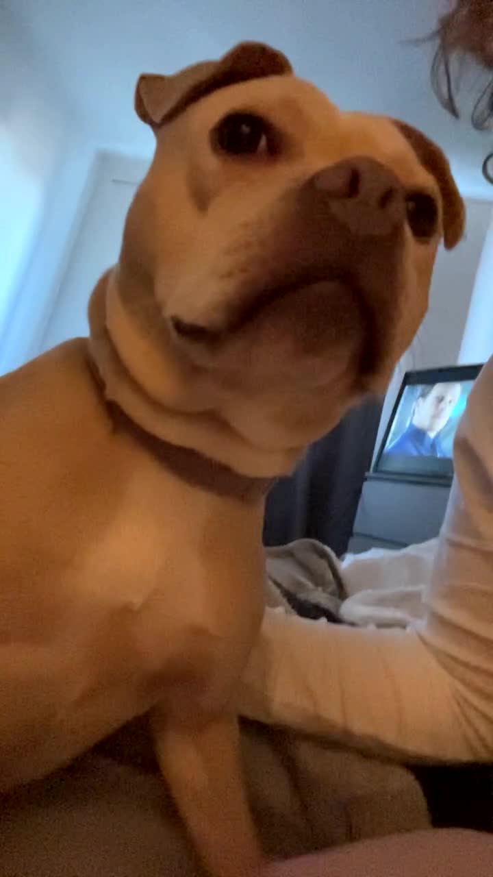 Mixed Breed dogs for sale: Staffy x frenchie - Video 4