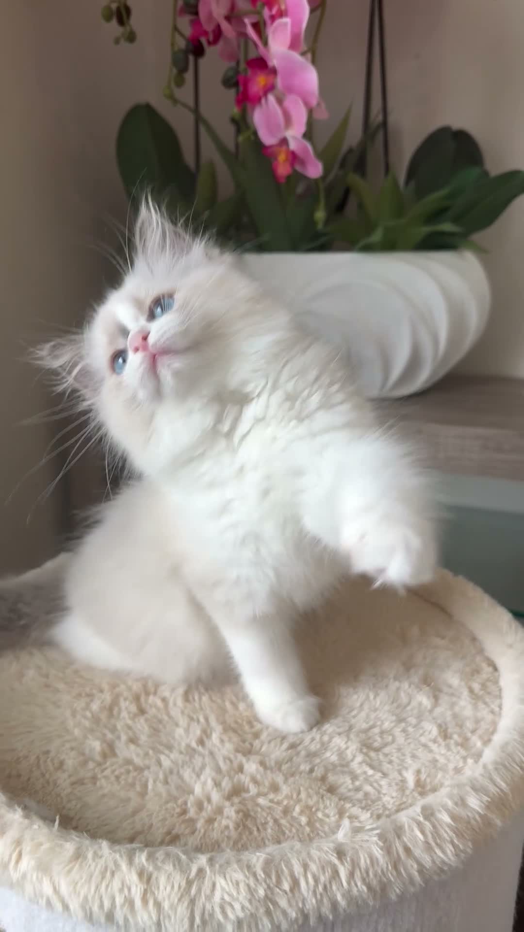 Ragdoll cats for sale: ✨️🏆 🧸🤎ReadyNow Eu ChampLine Tica Reg Ragdolls  - Video 2