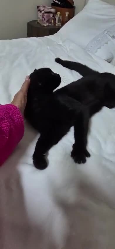 Domestic Shorthair cats for adoption: Beautiful Meme  - Video 1