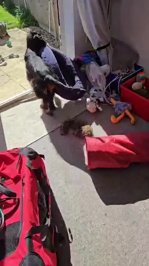 Gordon Setter dogs for sale: 10month old bitch puppy - Video 1