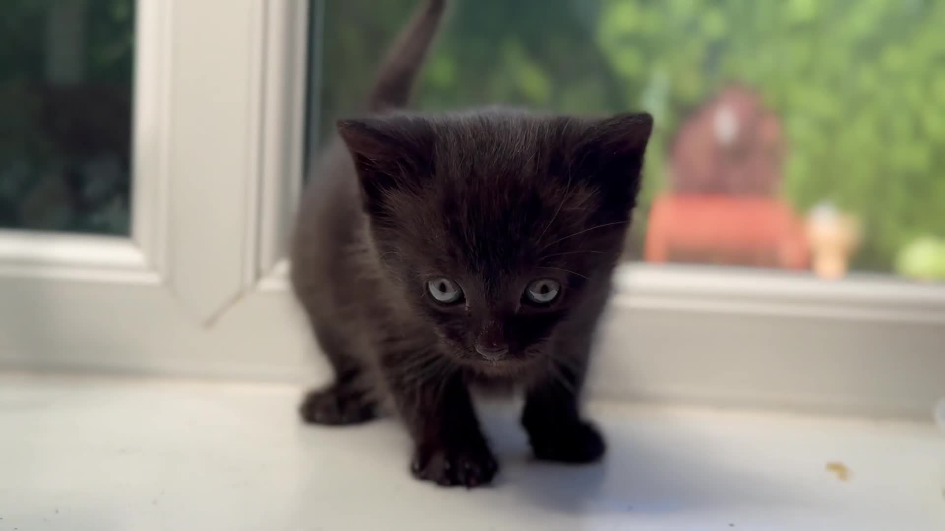 Mixed Breed cats for sale: Stunning Sheba female kitten - Video 1