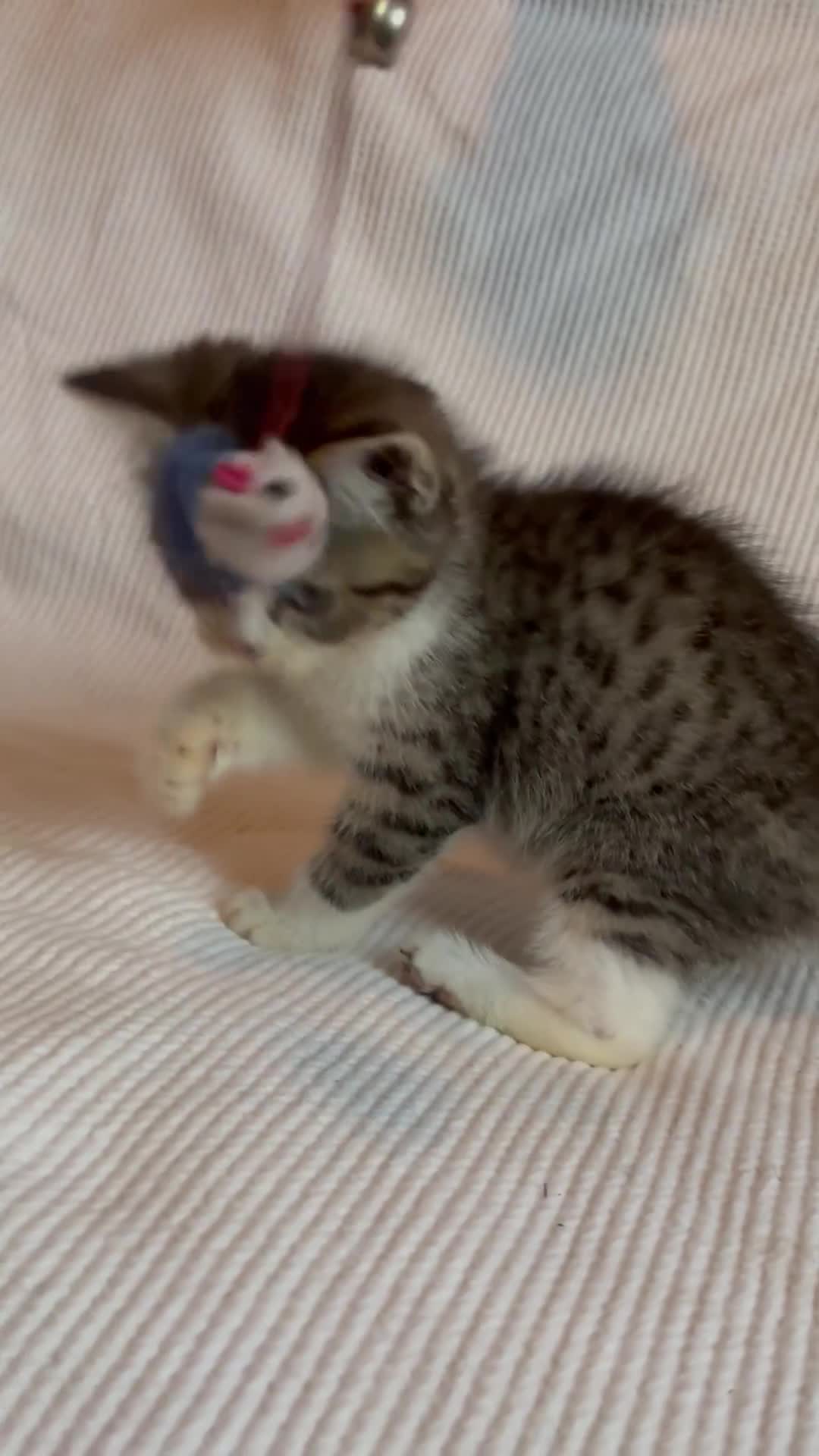 Mixed Breed cats for sale: Maine-Coon x British Blue Kittens.  - Video 1