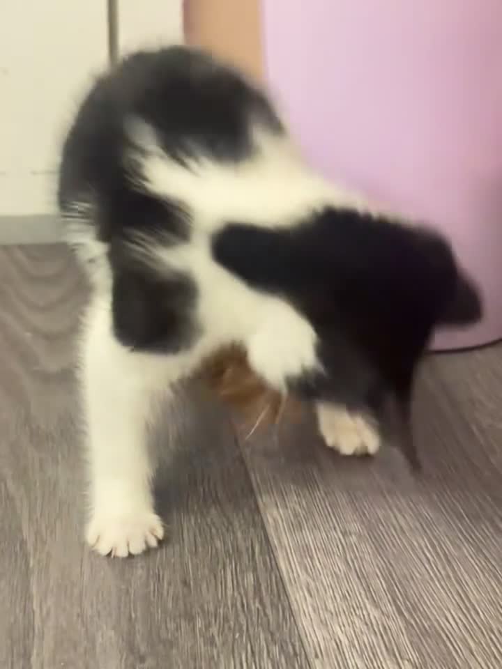 Mixed Breed cats for sale: mixed breed female kitten in need of a home!! - Video 1