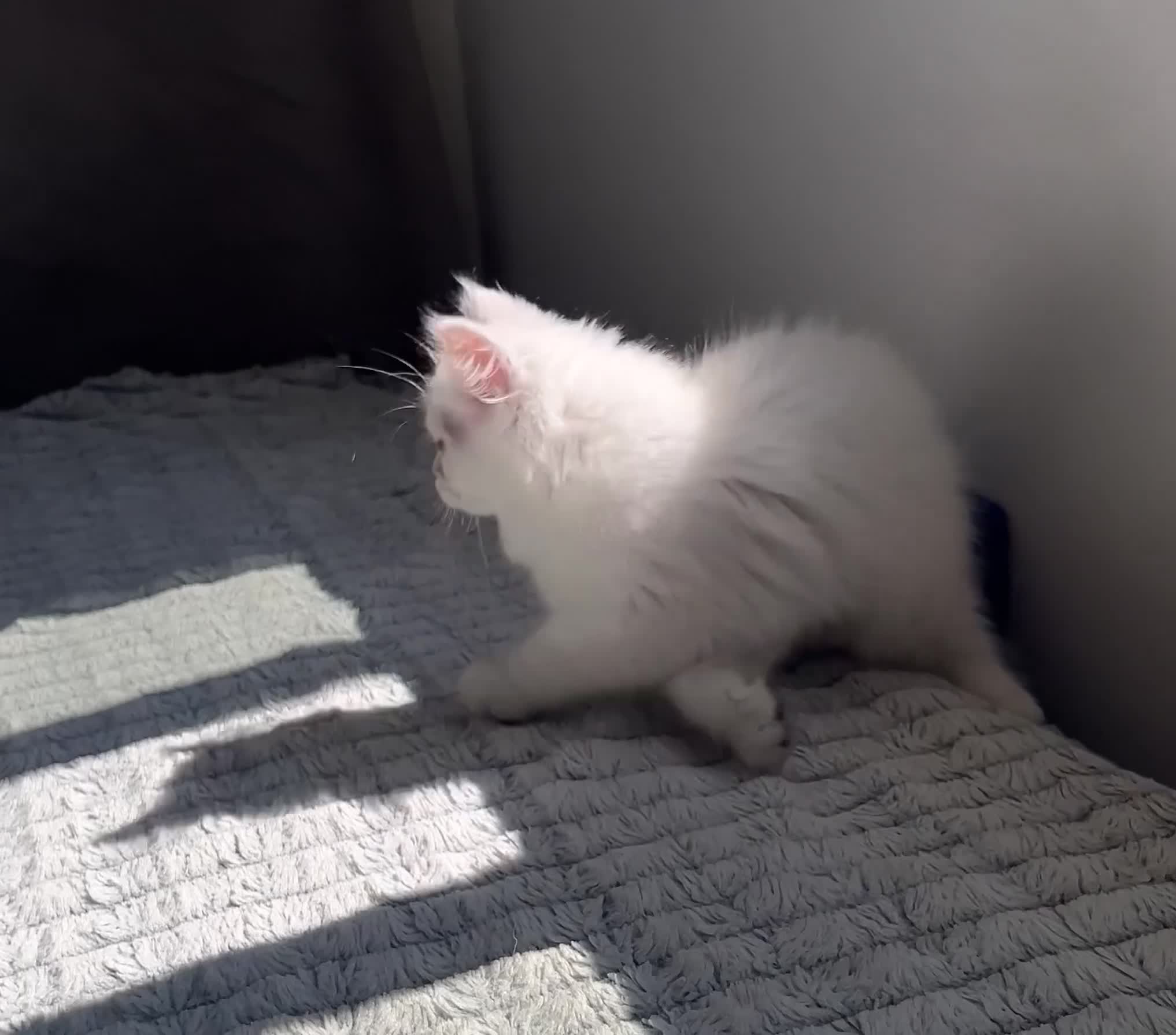 British Shorthair cats for sale: 🐾 TICA Reg BLH / BSH Kittens  🐾 - Video 5