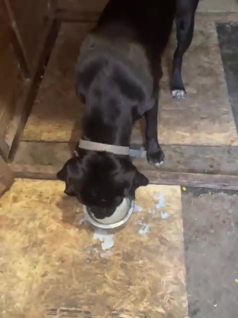 Cane Corso dogs for sale: PURE CANE CORSO MALE - Video 1