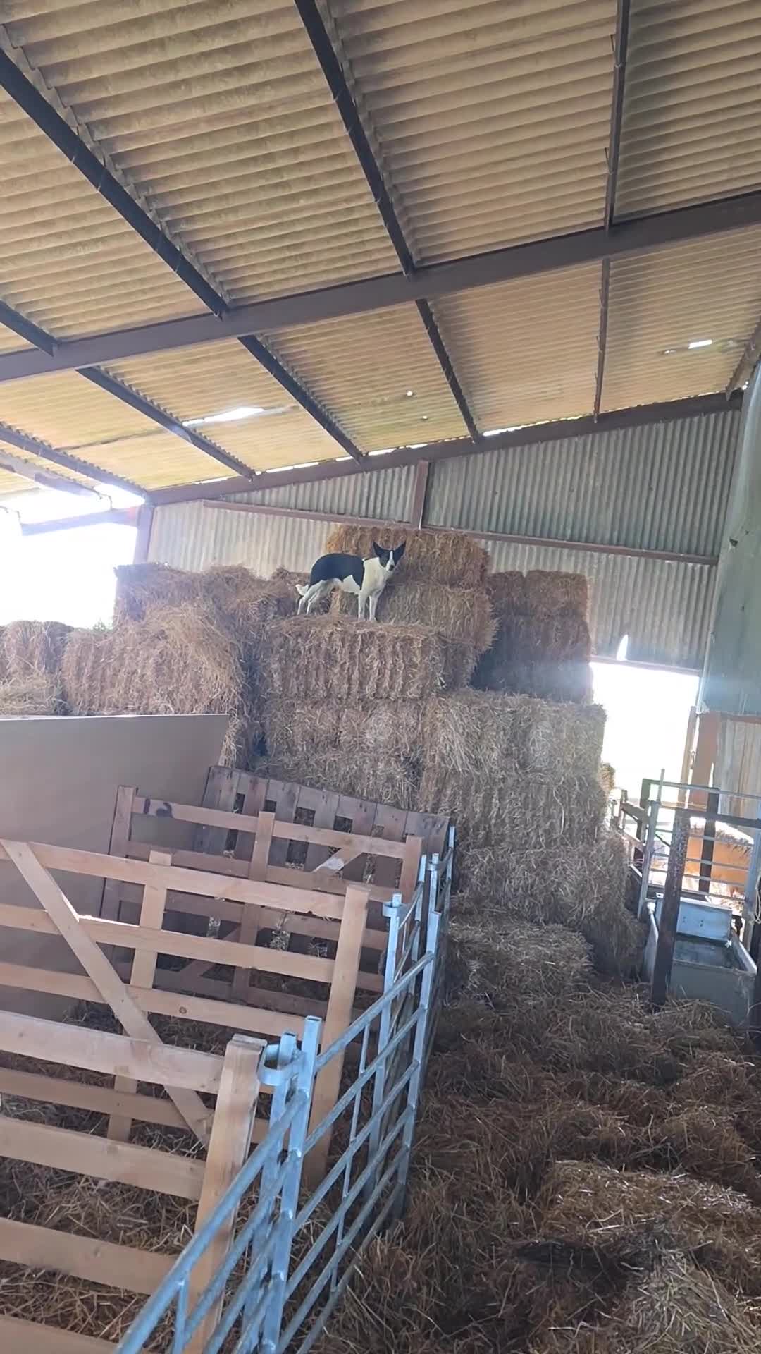Border Collie dogs for sale: Beautiful litter of working border collie pups - Video 3