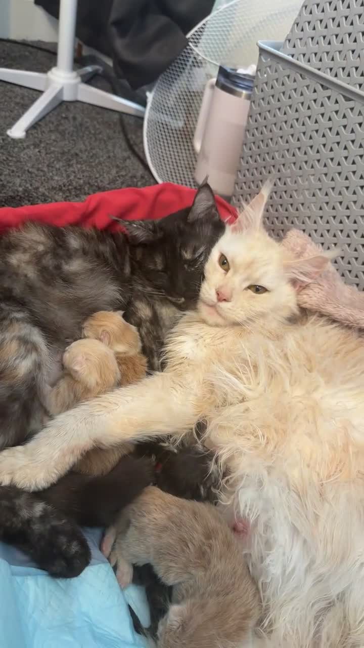 Maine Coon cats for sale: Maine coon cross kittens for sale  in Ipswich - Video 1