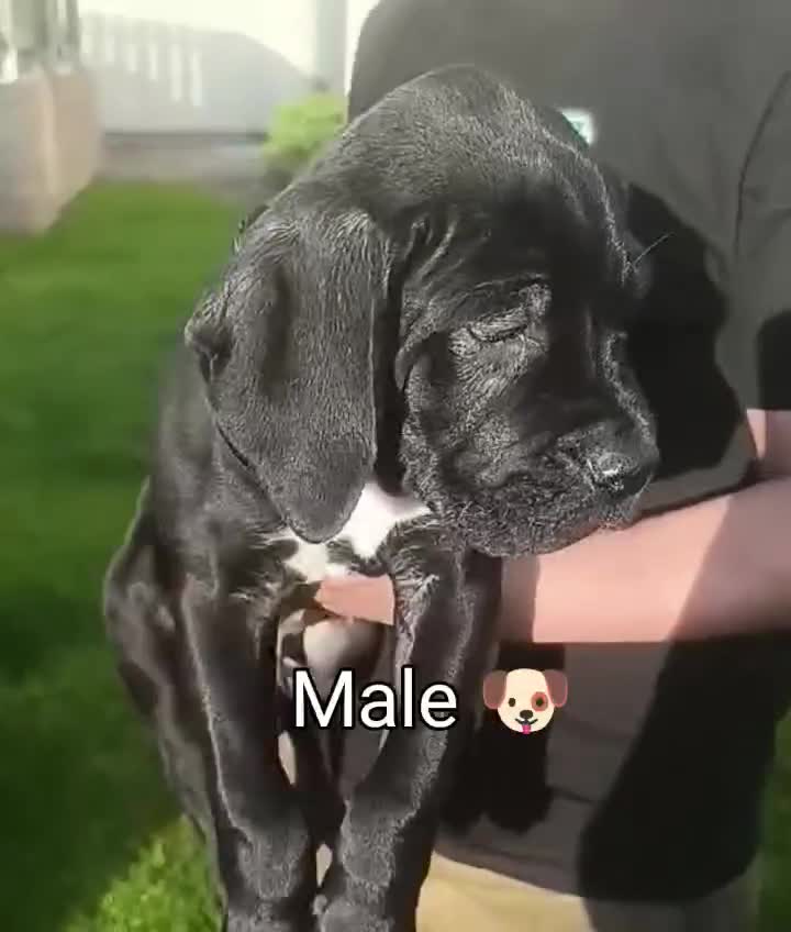 Mixed Breed dogs for sale: Bandogge x Cane Corso/Boerboel - Video 3