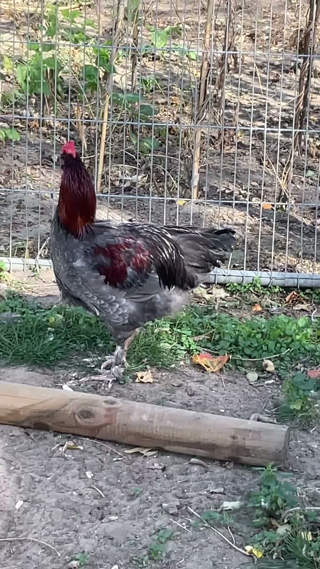 Chickens poultry for sale: Cockerels  in Oxford - Video 1
