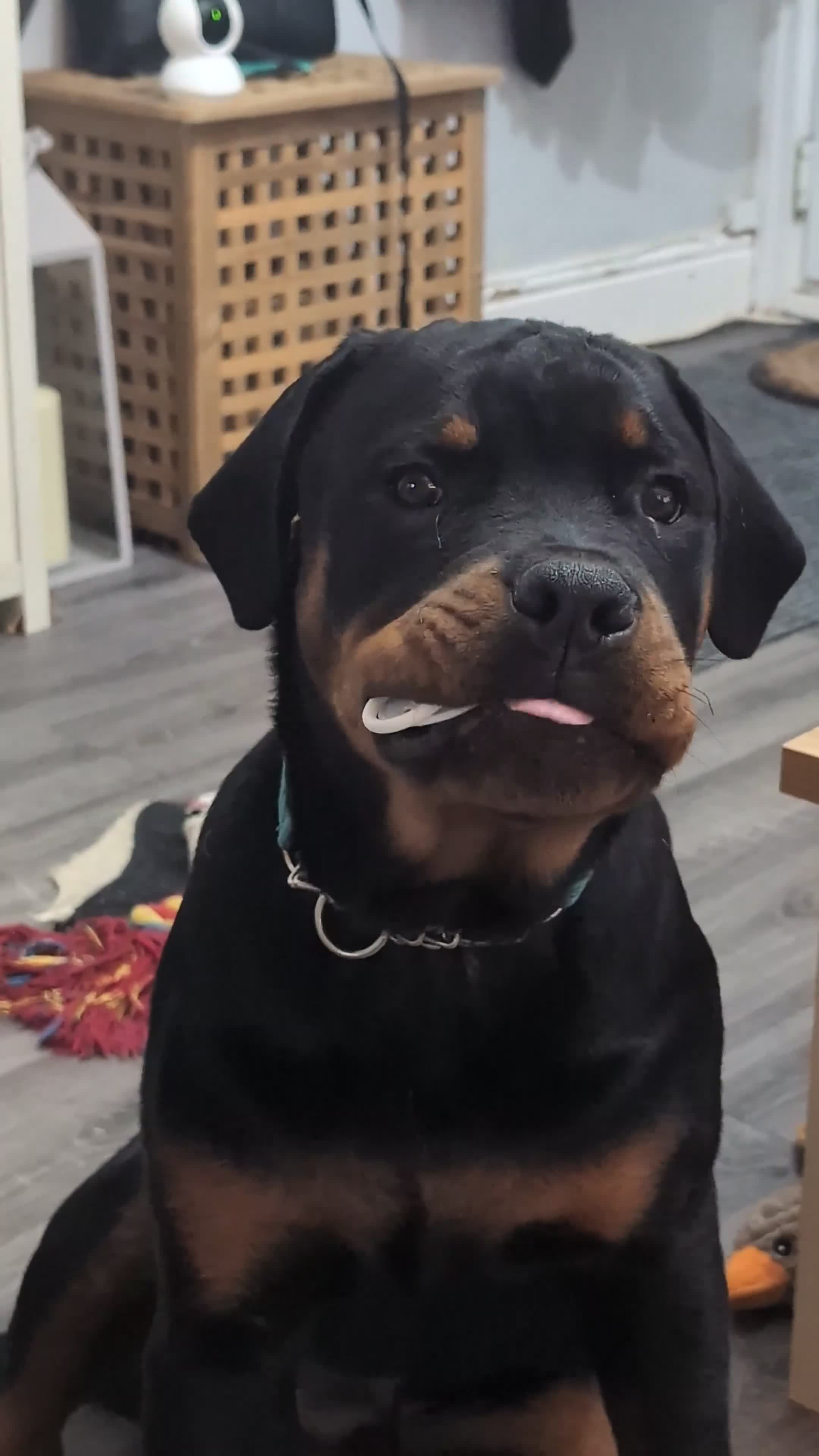 Rottweiler dogs for sale: 6 months male Rottie - Video 2