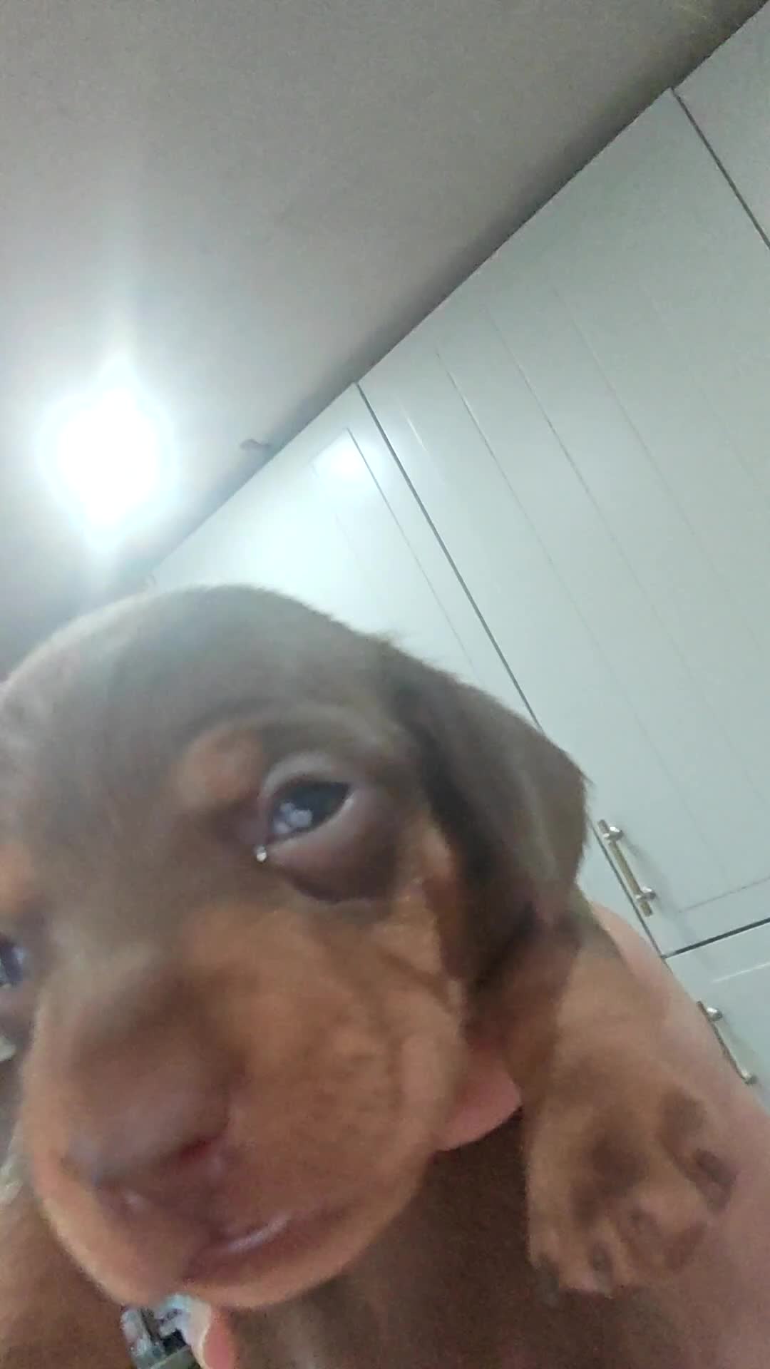 Miniature Dachshund dogs for sale: 4 beautiful Dachshund puppies - Video 2