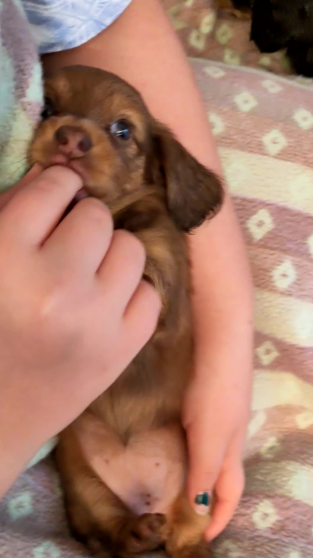 Miniature Dachshund dogs for sale: KC PRA Clear Mini Longhair Daxies – Dapple - Video 3