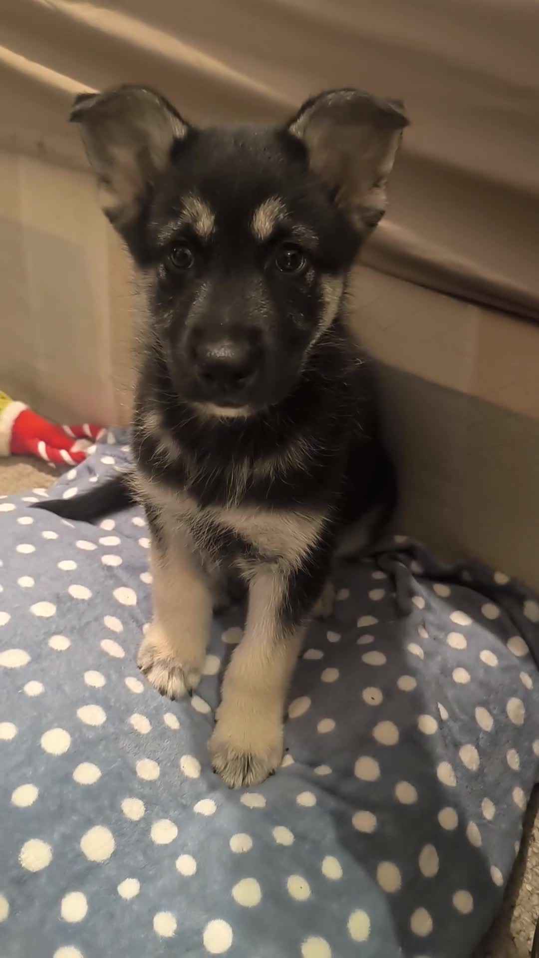 Siberian Husky dogs for sale: Siberian husky male puppy sale in London - Video 1