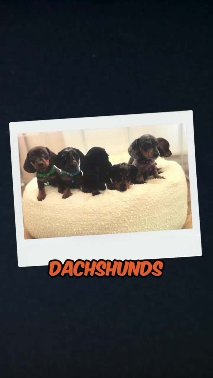 Miniature Dachshund dogs for sale: ♡︎𝒯ℴ𝓅 𝒷𝓁ℴℴ𝒹𝓁𝒾𝓃ℯ 𝒽ℯ𝒶𝓁𝓉𝒽 𝓉ℯ𝓈𝓉ℯ𝒹 ♡︎ - Video 1
