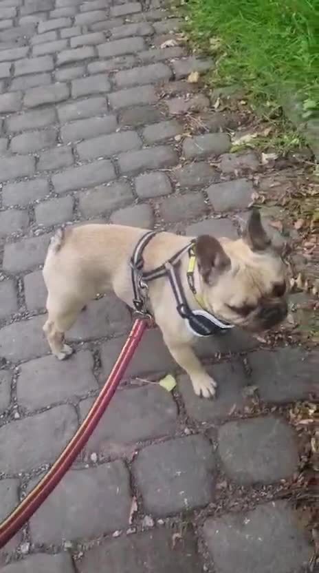 Mixed Breed dogs for adoption: 💙🐶 BEAR – HE'S DONE NOTHING WRONG... in High Peak - Video 1