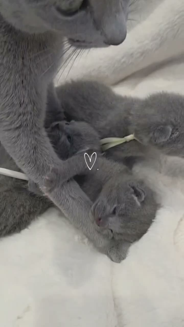 Russian Blue cats for sale: Purebred Russian Blue Kittens - Video 1