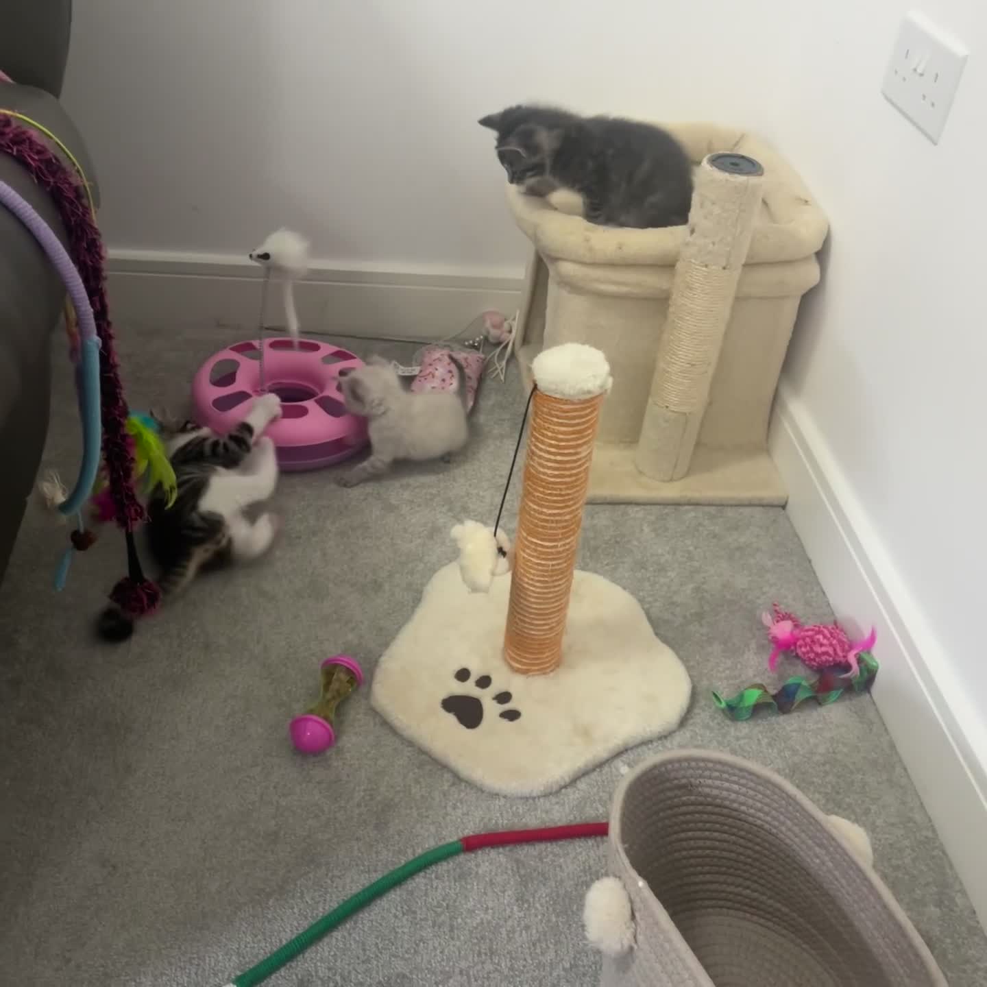 Maine Coon cats for sale: Gorgeous boy looking for his forever home - Video 1