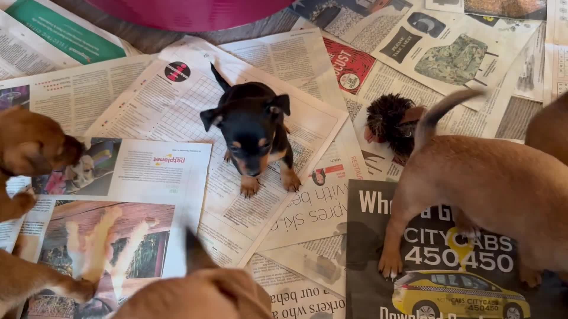 Jack Russell dogs for sale: Gorgeous Jack Russell Puppies - Video 2