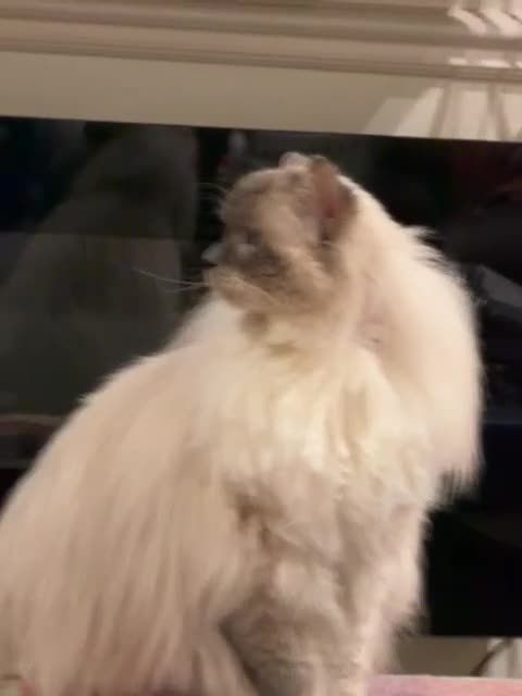 Ragdoll cats for sale: Adorable Loving Ragdoll Boy - Video 3