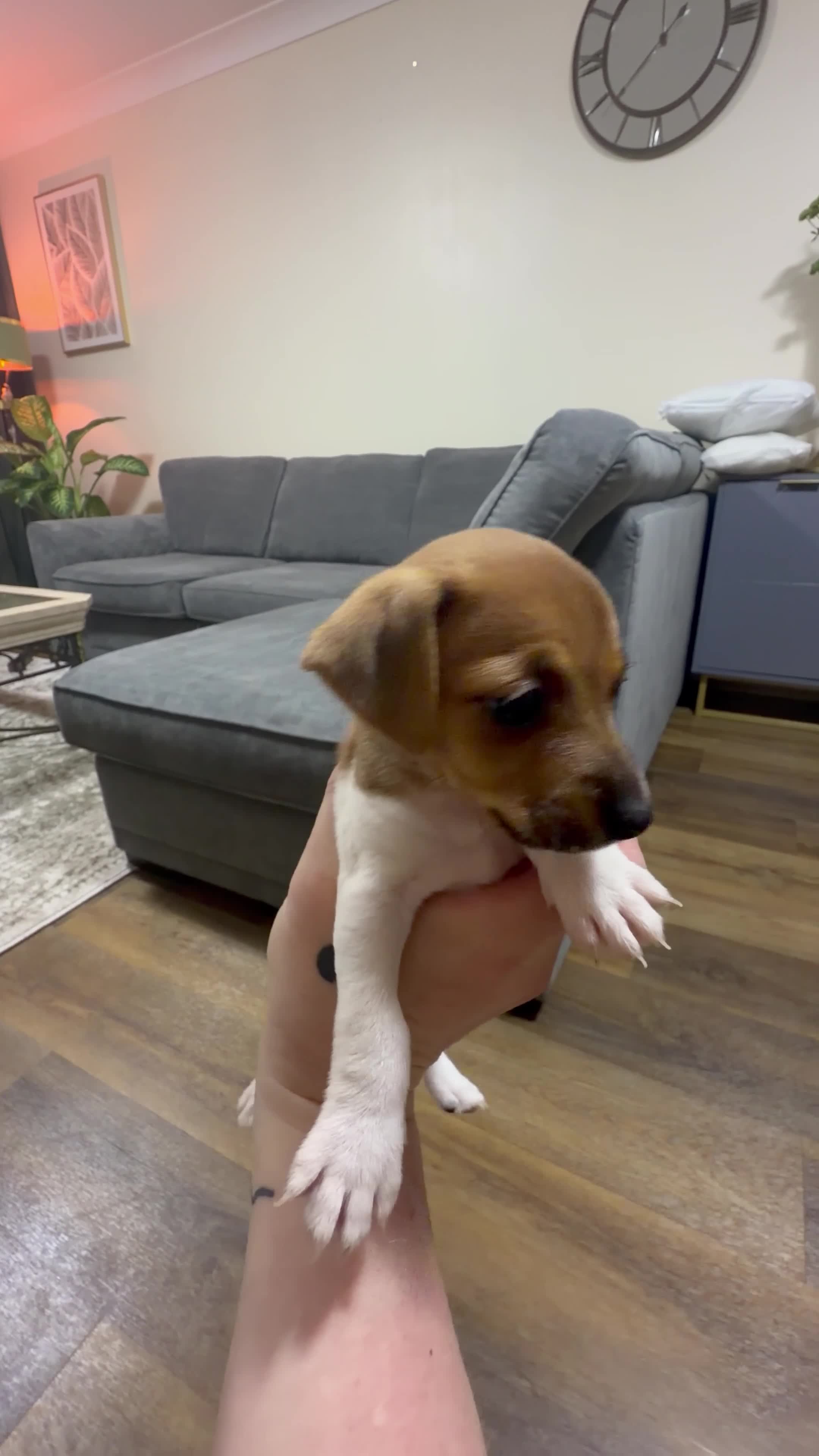 Jack Russell dogs for sale: Jack Russell - Video 1