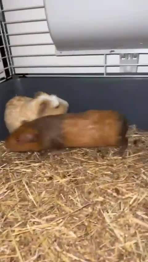 Guinea Pig rodents for sale: Guinea Pig  - Video 4