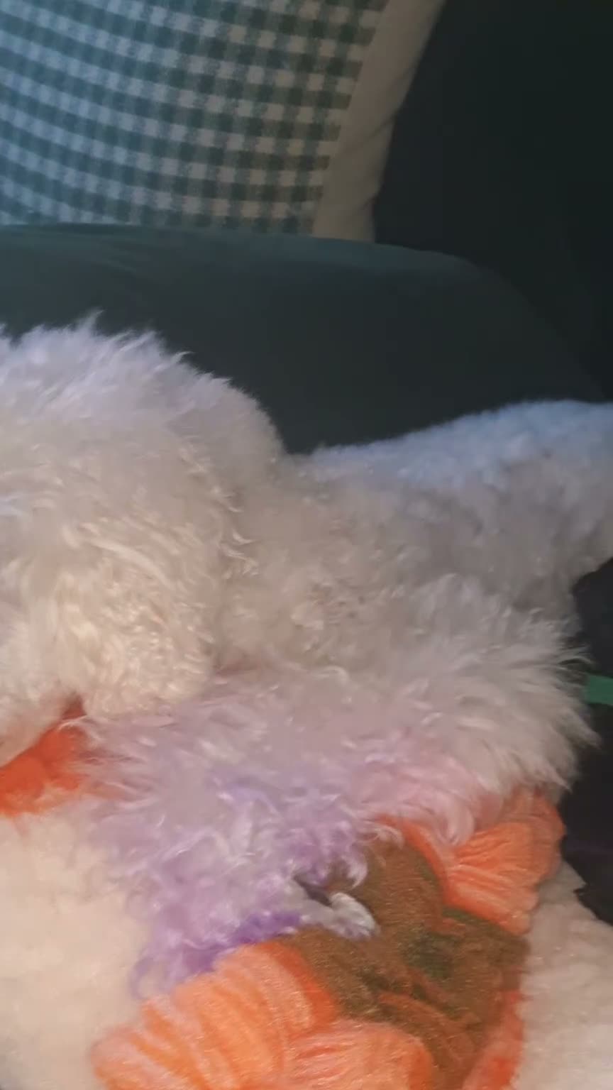 Miniature Poodle dogs for sale: ✨️The Romantasy Litter✨️ in Cranleigh - Video 4