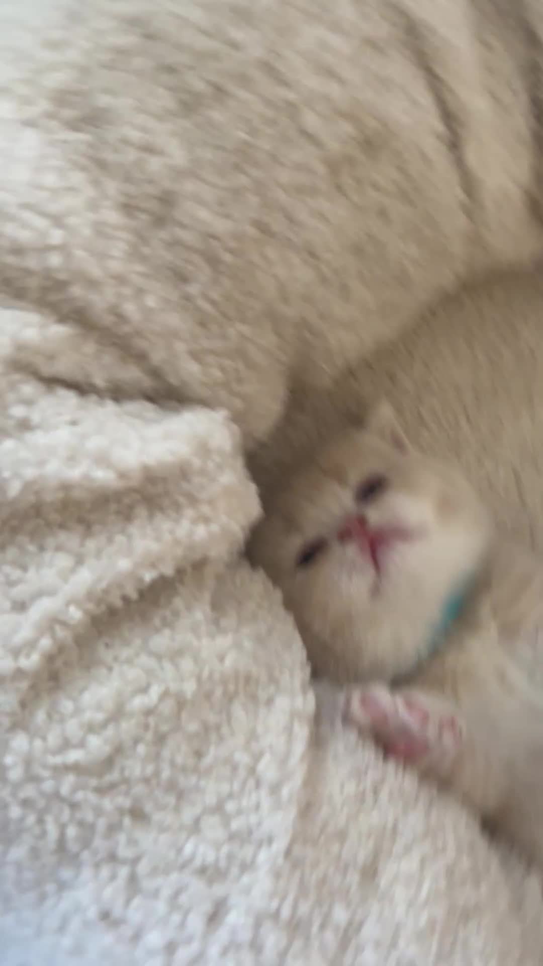 British Shorthair cats for sale: Breathtaking purebred British shorthair kittens - Video 1