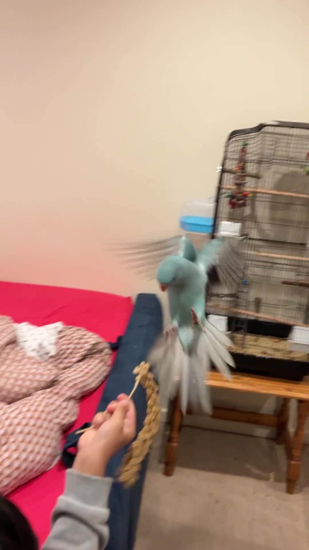 Ringnecks birds for sale: Blue Indian Ringneck Parrot Hand Tame in Birmingham - Video 1