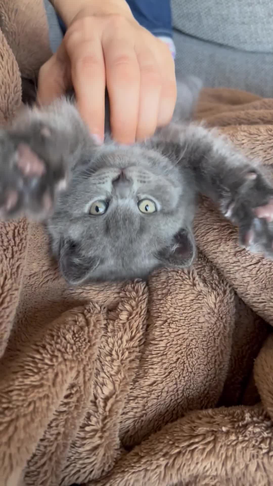 British Shorthair cats for sale: GCCF Registered British Shorthair Kittens - Video 2