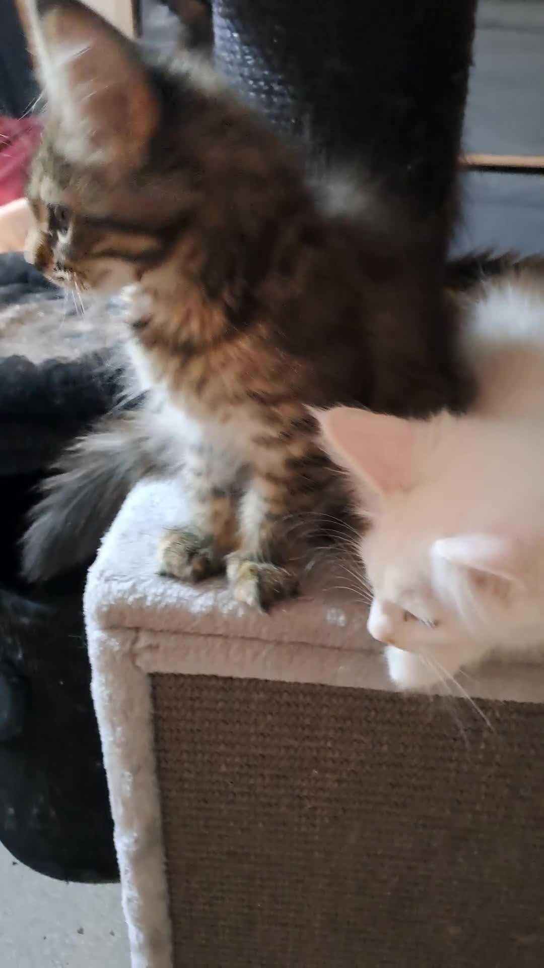 Maine Coon cats for sale: Maine Coon Kittens for Sale - Video 2