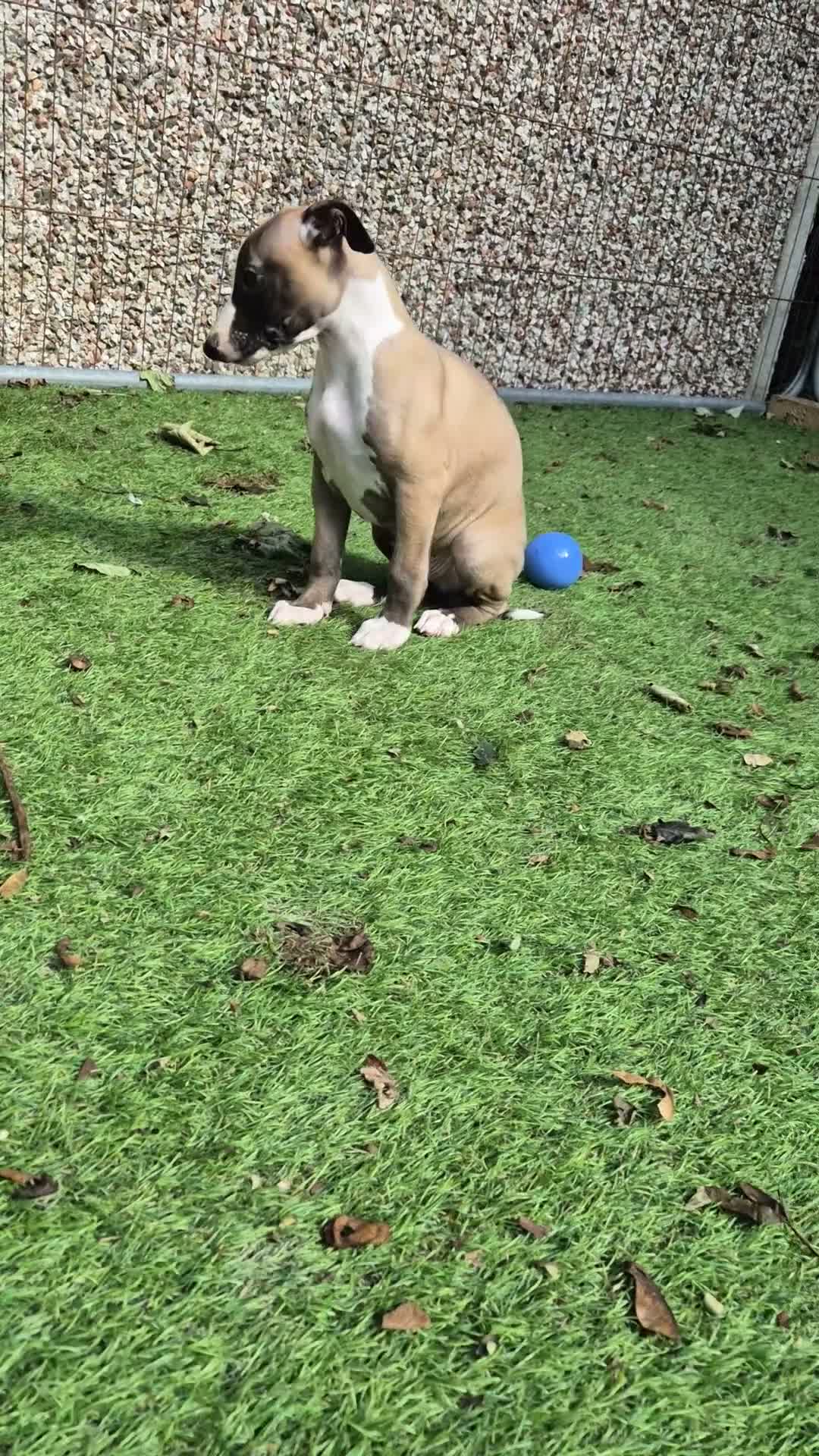 Whippet dogs for sale: ready to leave 2 kc registered whippet pups - Video 1