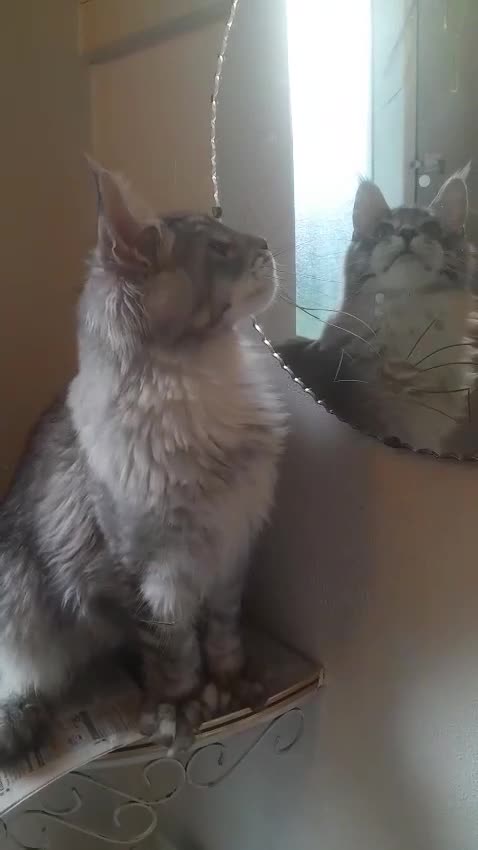 Maine Coon cats for sale: black silver ticked TICA Maine Coon boy - Video 1