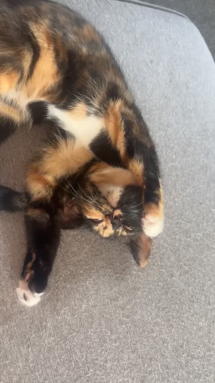 British Shorthair cats for sale: My female tortoise shell kitten  - Video 1