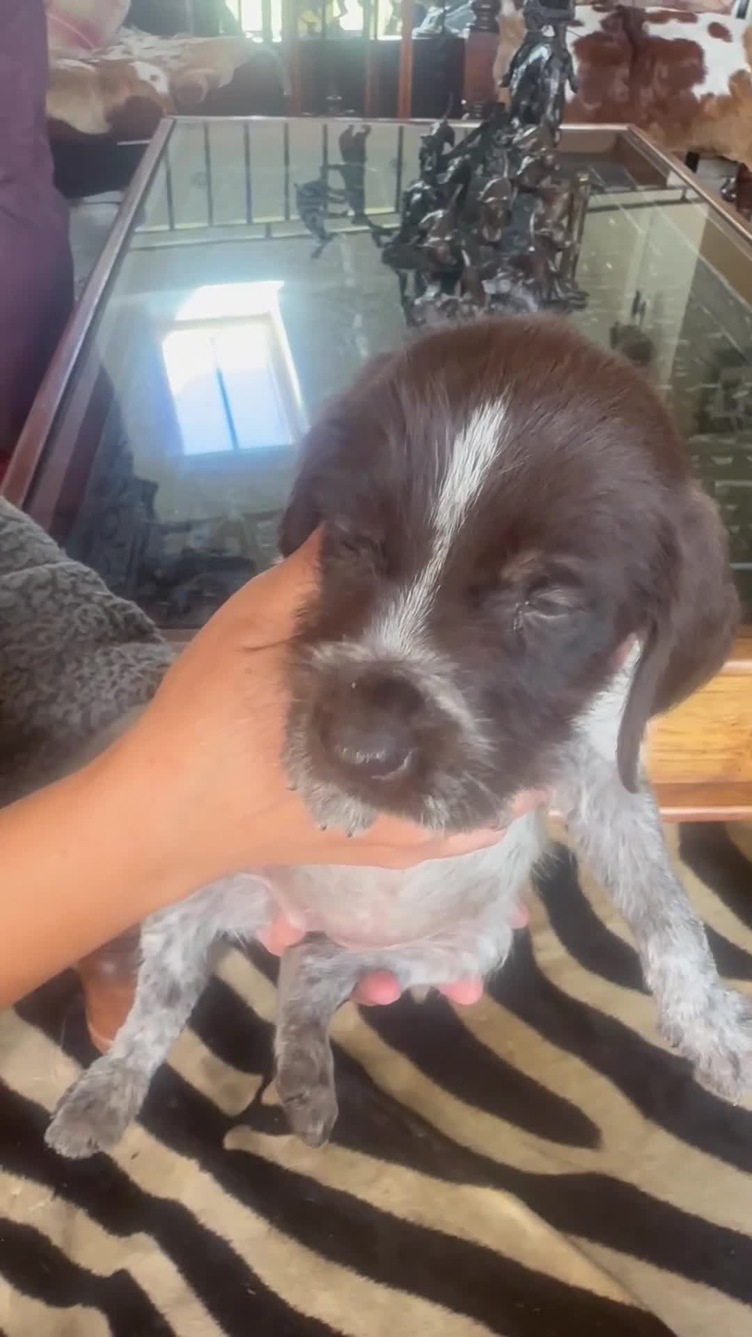 German Wirehaired Pointer dogs for sale: Ready to go Wiredhaired German pointer pups  - Video 1