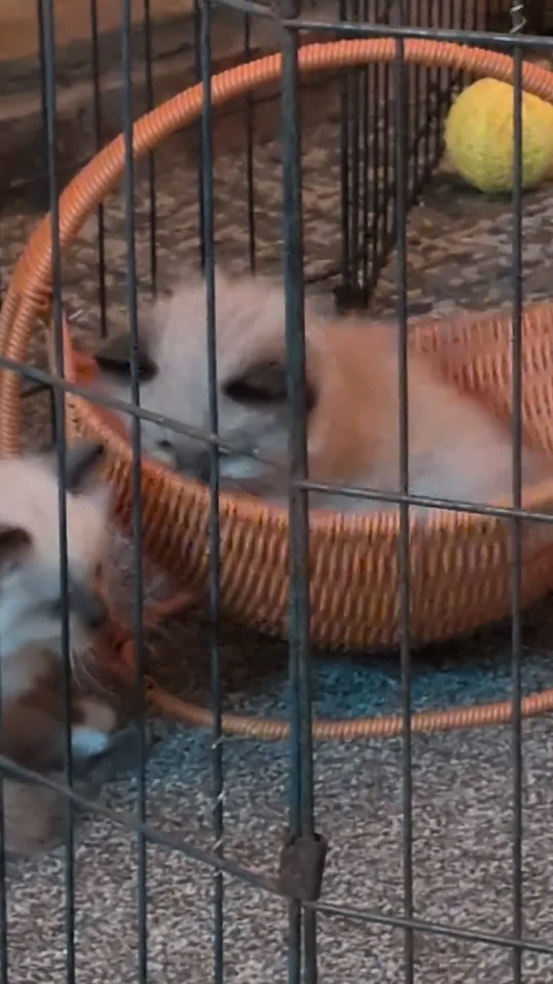 Ragdoll cats for sale: Ragdoll 3/4 x Persian kittens 1/4 in Cheddar - Video 2