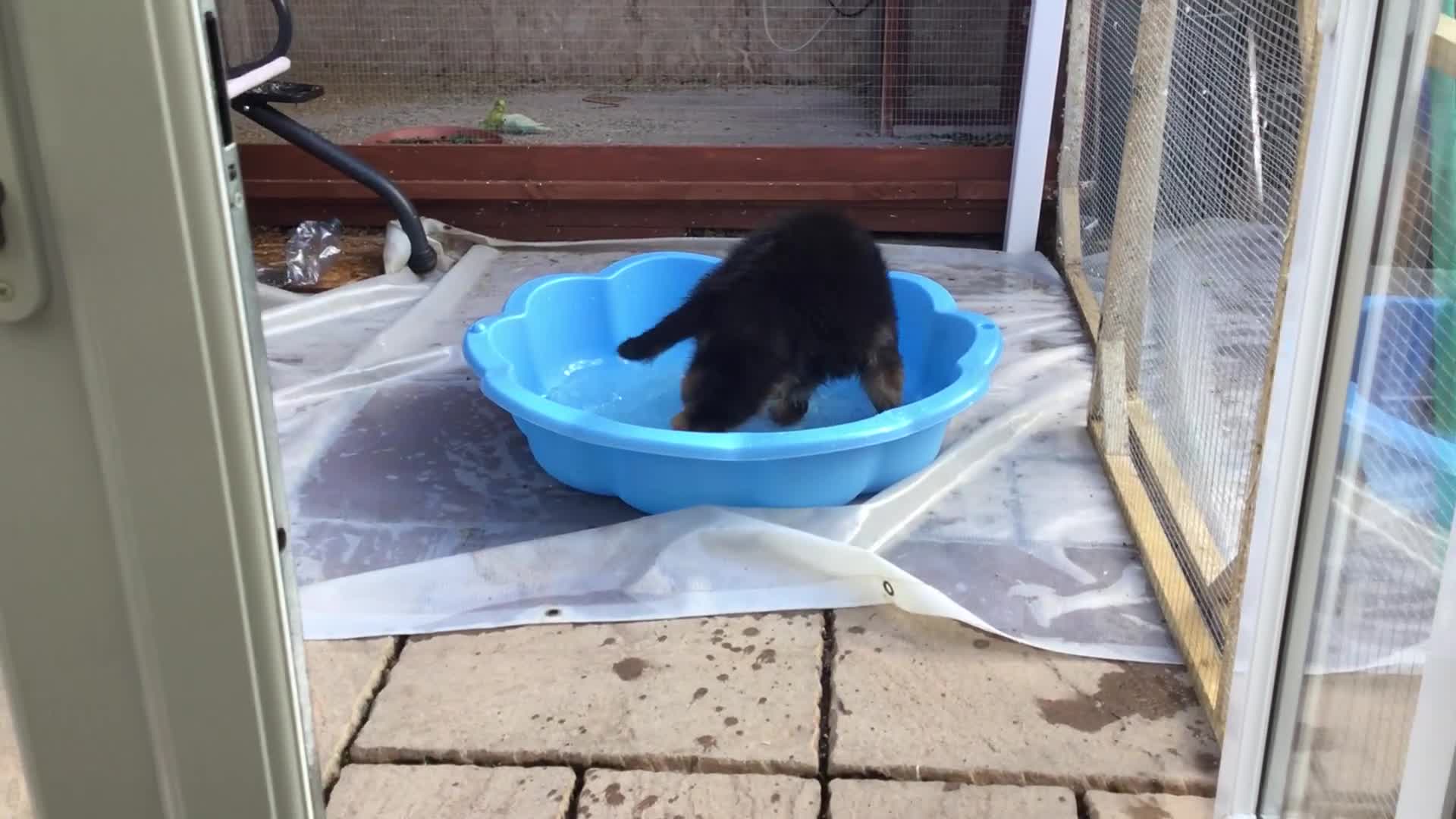 German Shepherd dogs for sale: 14 weeks German Shepard puppy  - Video 1