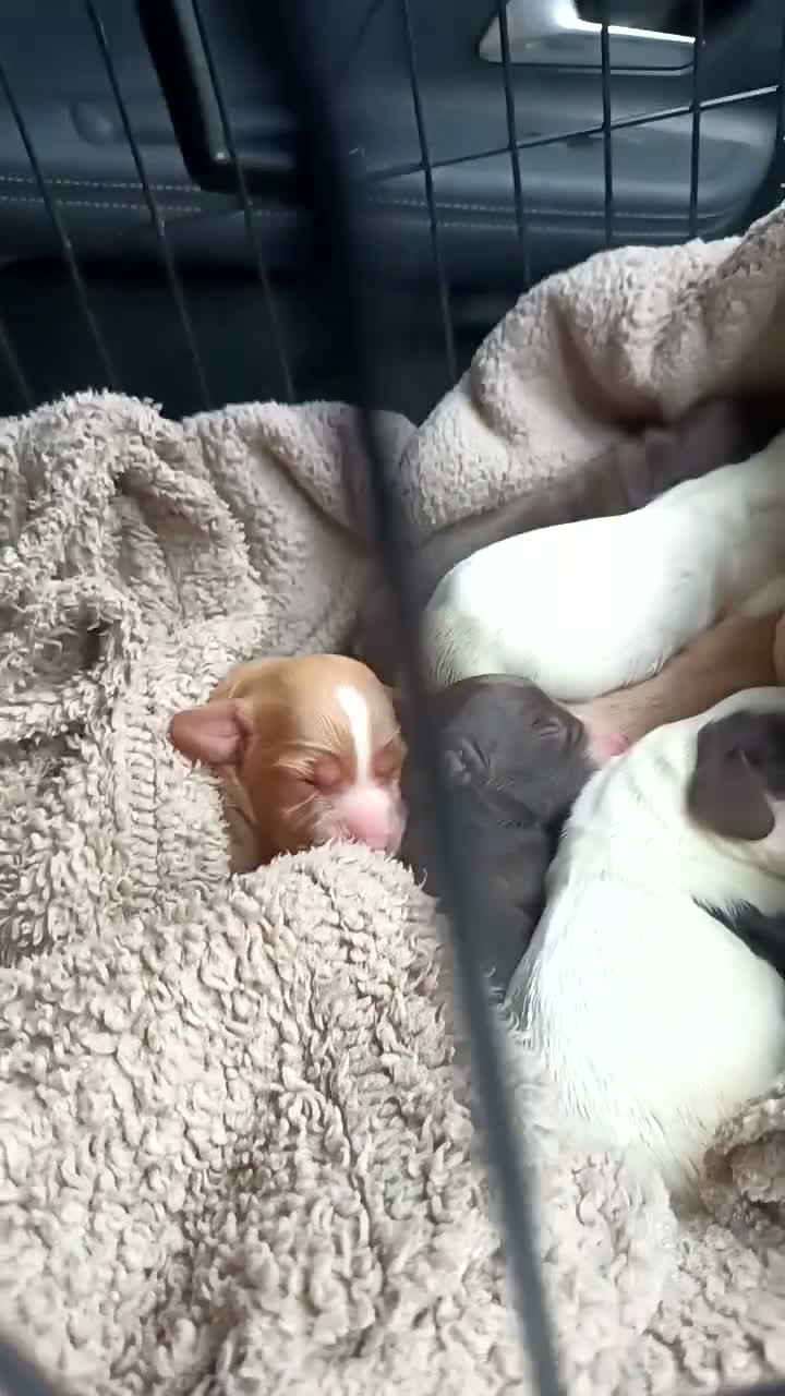 Cocker Spaniel dogs for sale: KC REGISTERED COCKERS - Video 3