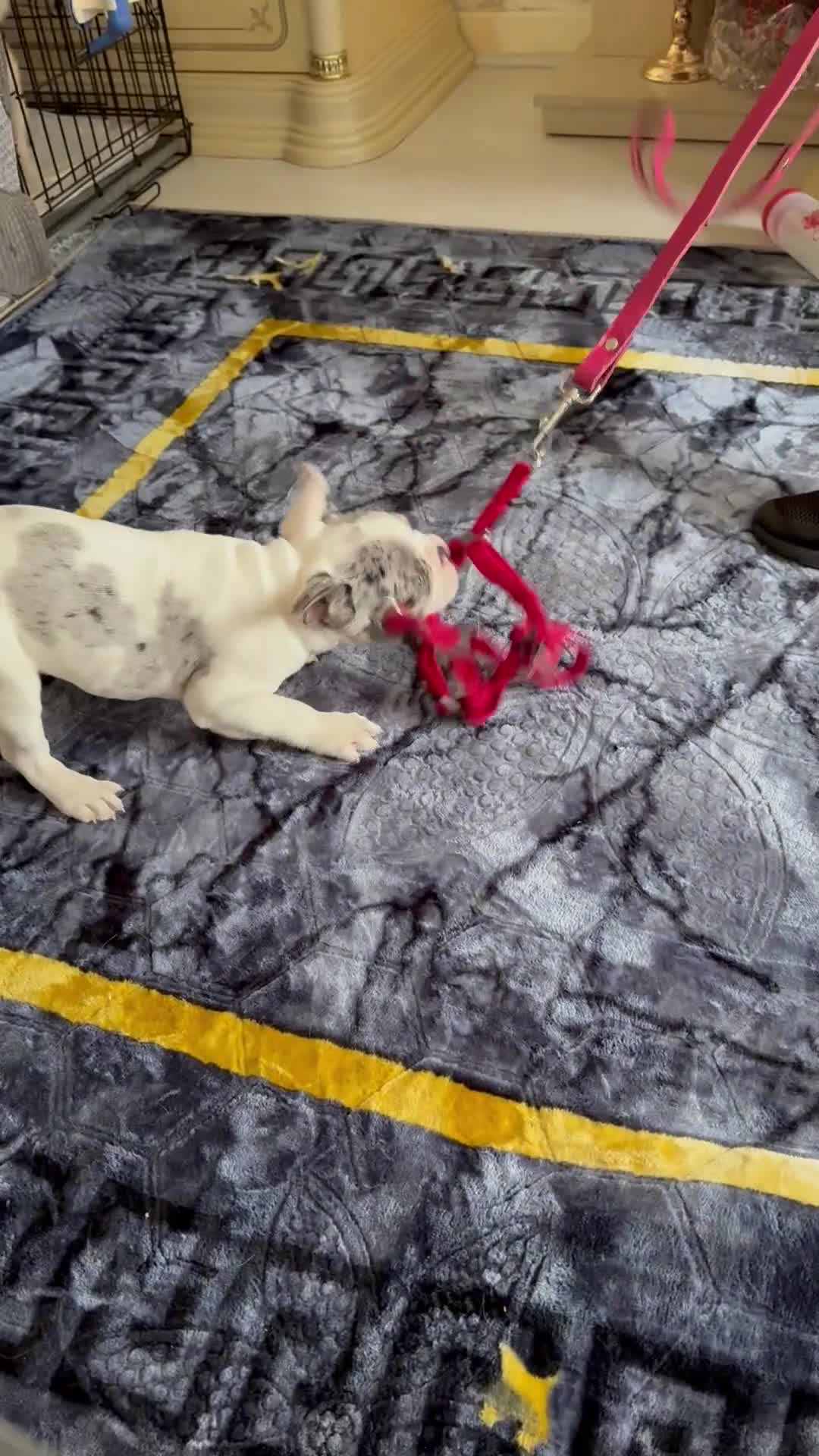 French Bulldog dogs for sale: Female French bulldog  - Video 1