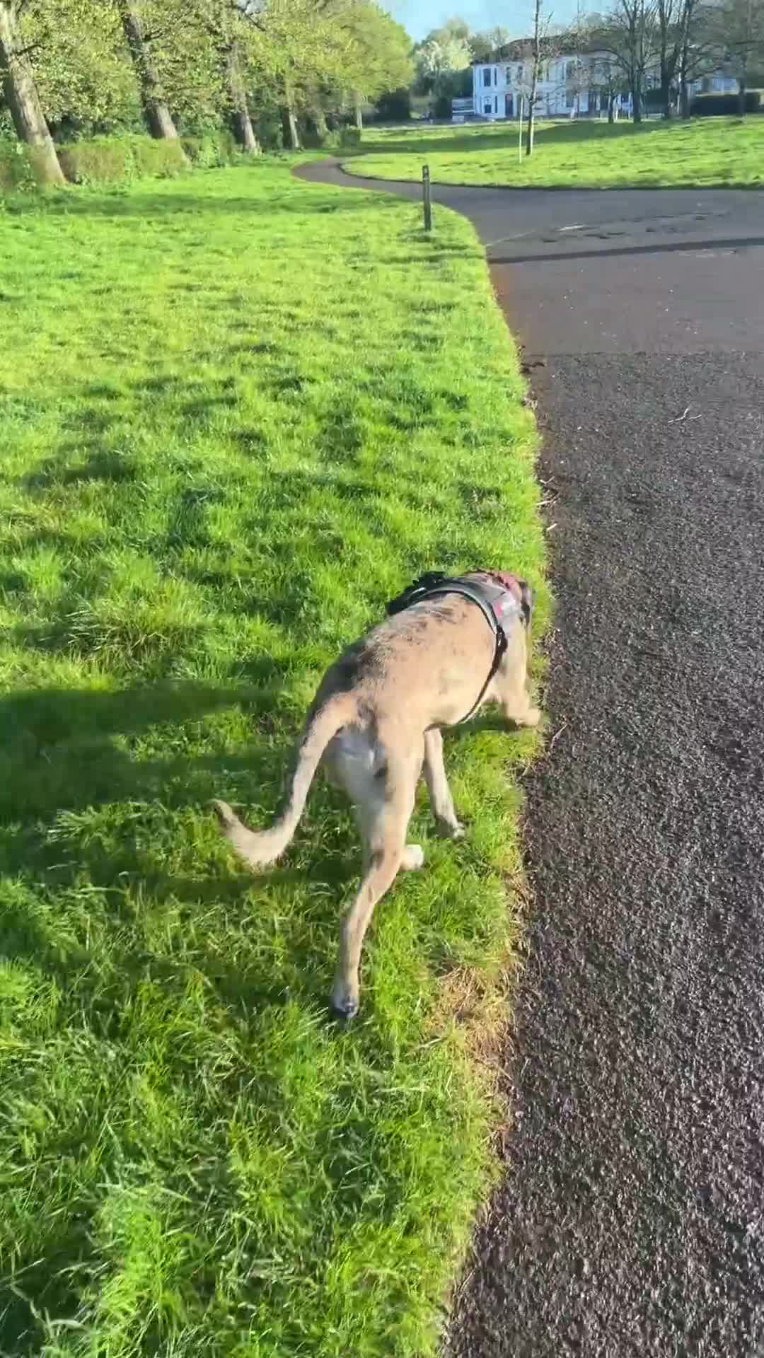 Mastiff dogs for stud: Introducing Maverick (Mastiff) for stud services - Video 1