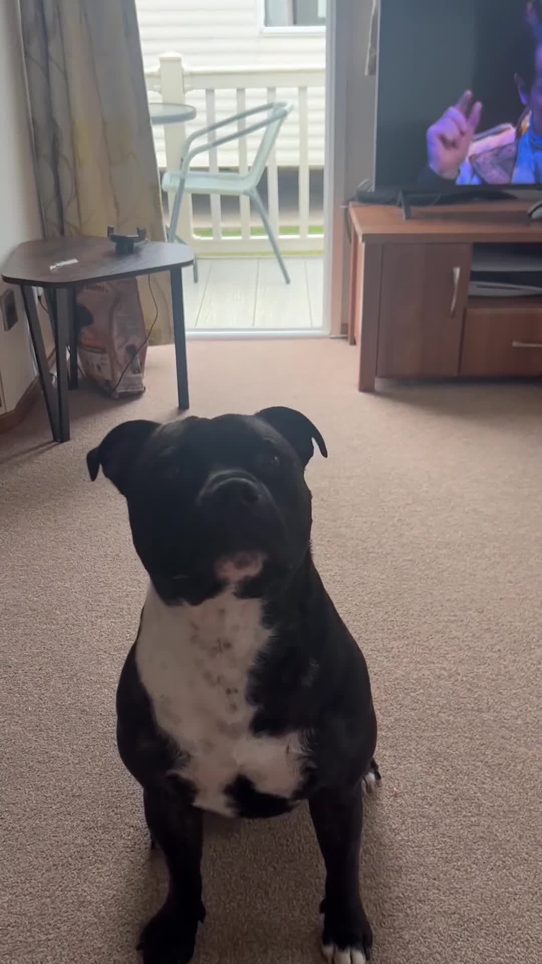 Staffordshire Bull Terrier dogs for stud: Male Staffordshire bull terrier 2 years old in Oswestry - Video 1