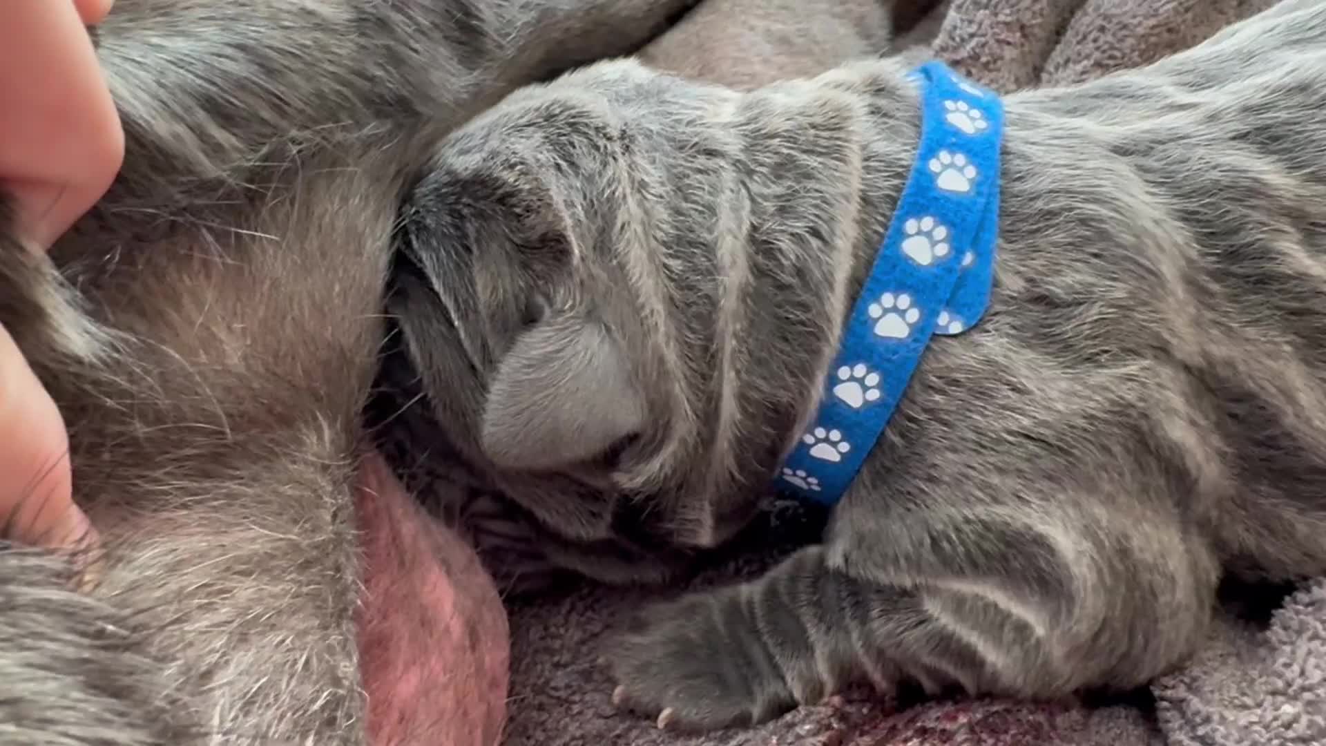 Neapolitan Mastiff dogs for sale: Neapolitan mastiff puppies 1 girl grey/1 boy grey  - Video 3