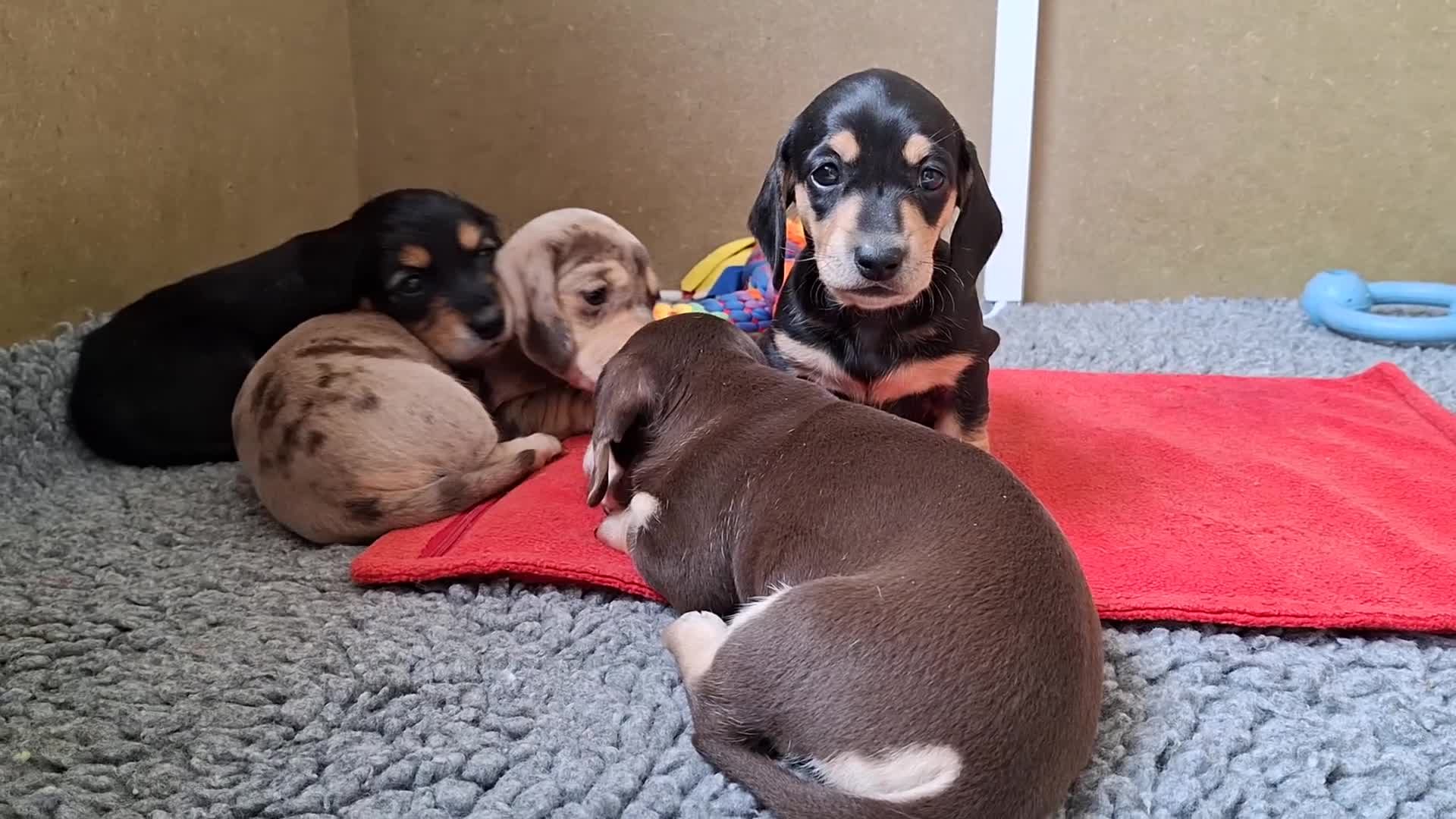 Miniature Dachshund dogs for sale: 🐾❤️KC Reg Miniature dachshunds  - Video 2