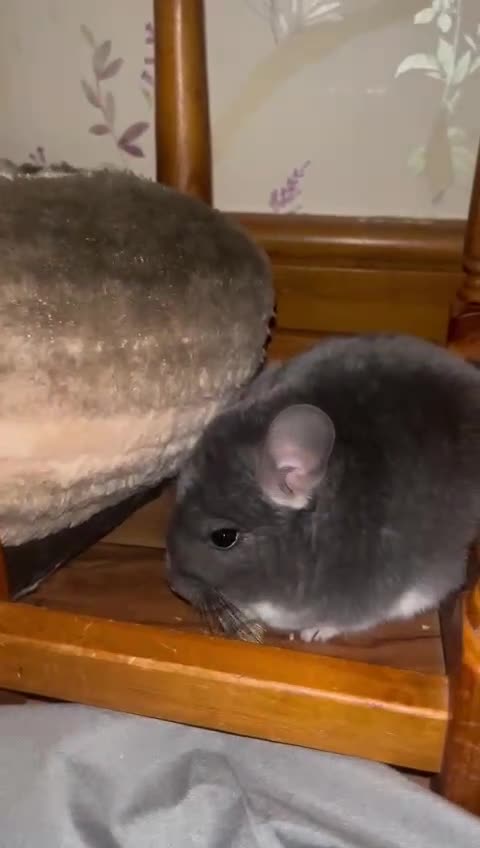 Chinchilla rodents for sale: Chinchilla  - Video 1
