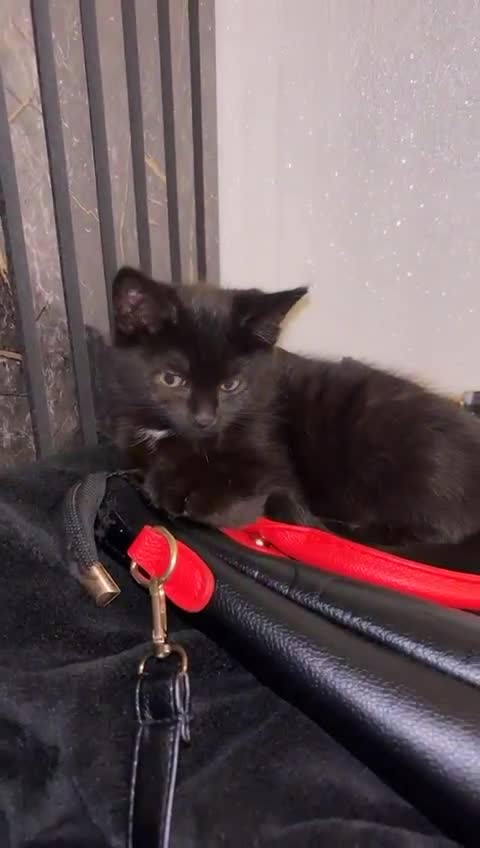 American Shorthair cats for sale: 3 Tabby kittens and 1 bombay kitten - Video 2