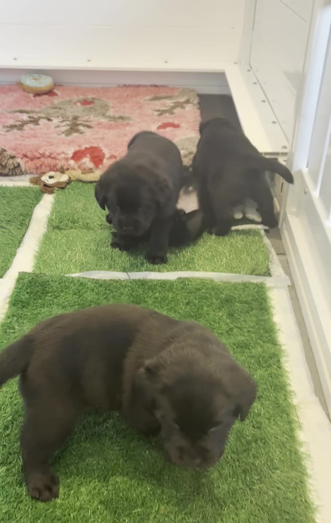 Labrador Retriever dogs for sale: Litter of chunky Show Labrador Retriever Puppies - Video 1